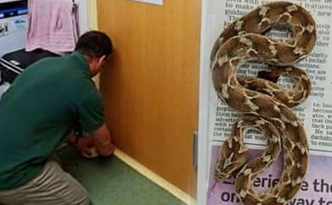 Deadly Viper Found In Shipping Container Sent From India To UK
