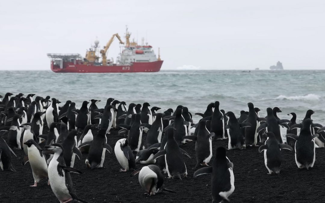 Royal Navy Makes Rare Visit to Remote South Atlantic Island Chain to Study Penguins