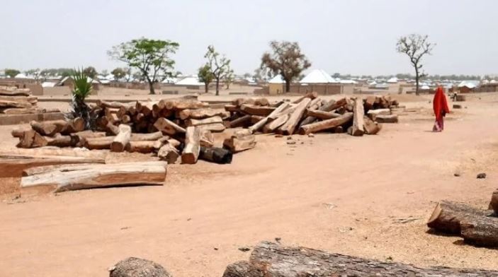 The Gambia Tells Port Officials To Ban All Timber Exports