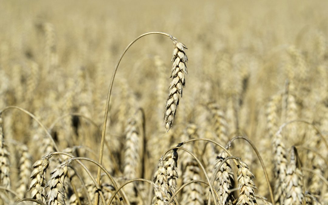 Russia wheat crop seen staying high in 2024 at 90 mln tons- Agritel