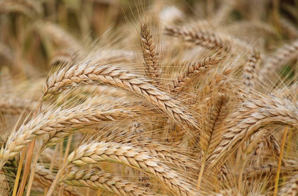 Wheat Rises On Technical Buying In Rebound From Six-Month Low