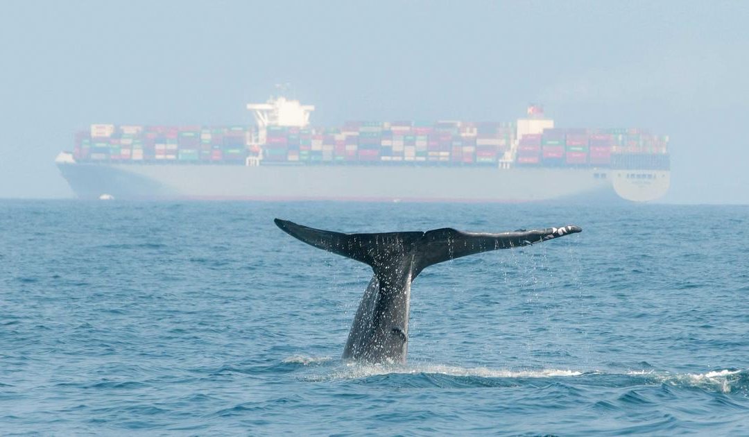 MSC Is Rerouting Its Ships. To Save Blue Whales