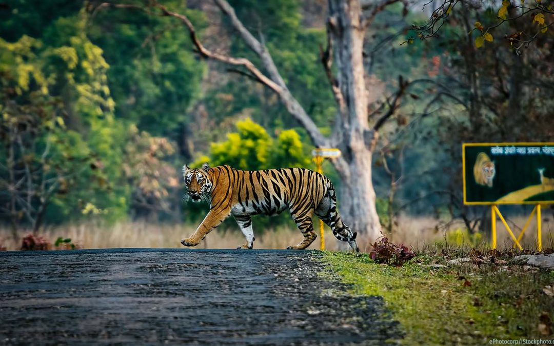 Adivasis Say Project Tiger and Tourism Are Forcing Them Off Ancestral Lands