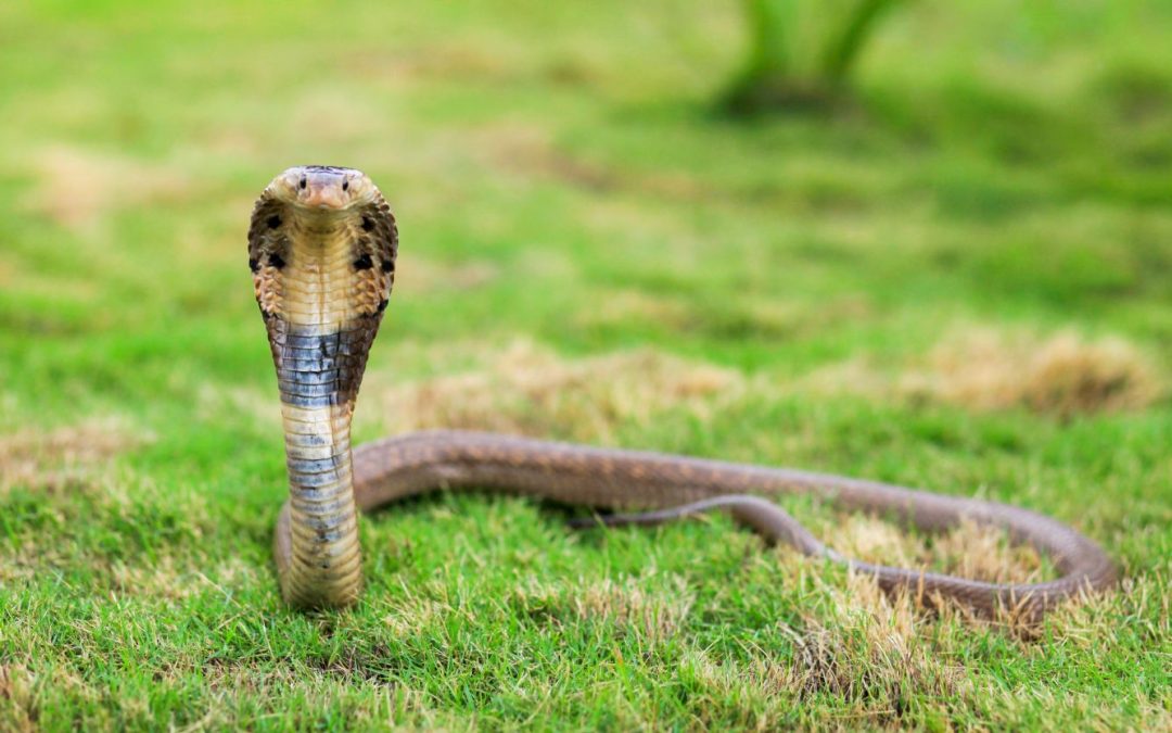 UP Shocker: 15-Year-Old Survives Cobra Bite After 76 Anti-Venom Shots