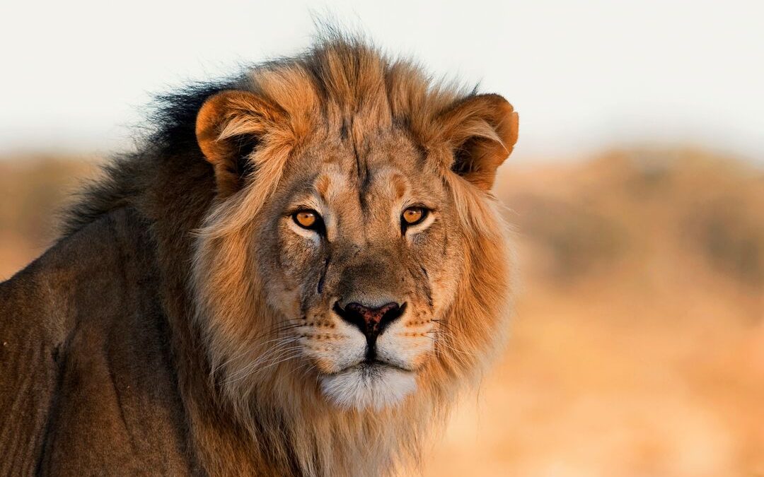 307 Lion Deaths in Gujarat Over Two Years; Only 16% from Natural Causes