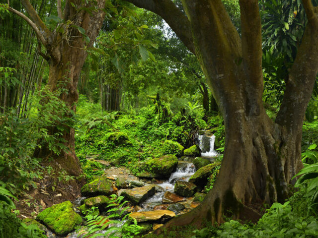India’s Forest Cover Rose Just 2.5% in a Decade, But ‘Very Dense Forests’ Grew by 22.7%: First National Forest Accounting Report