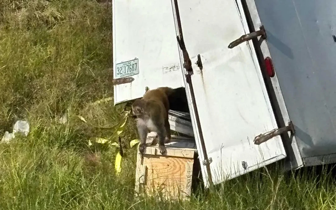 ‘Aggressive’ Monkey Carrying Covid, Hepatitis C Escapes After Truck Crash in Mississippi — University Denies Infection Risk