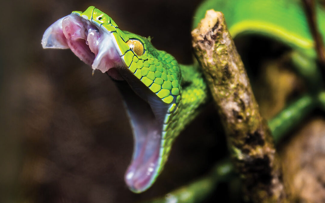 Kerala Declares Snakebite a Public Health Priority