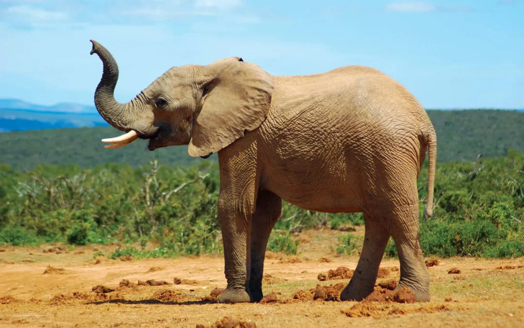 Elephants Kill Farmer in Chhattisgarh, Return Next Day to Charge at Funeral Gathering