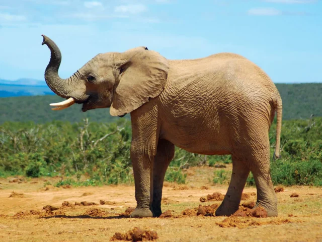 Elephants Kill Farmer in Chhattisgarh, Return Next Day to Charge at Funeral Gathering