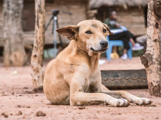 Remove Stray Dogs from Hospitals, Schools, and Stations: Supreme Court Orders States to Act