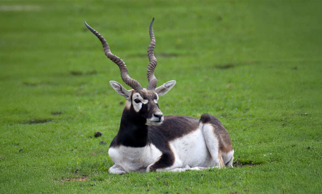 The number of Blackbuck fatalities at the Belagavi mini zoo has increased to 29; the investigation is expanding