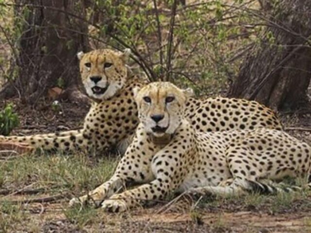 Prez arrives in Delhi following his initial trip to Angola and Botswana; discussions on energy and the highlight being the Cheetahs