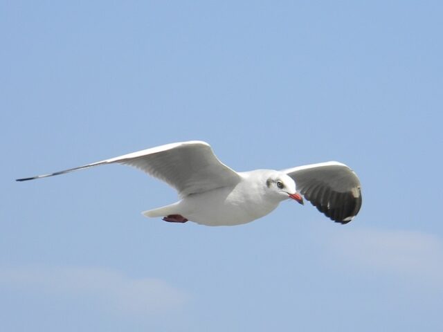 Flying spy? GPS-tagged seagull on Karnataka beach sparks curiosity