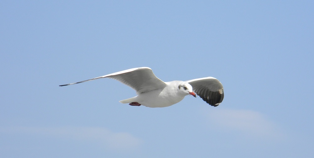 Flying spy? GPS-tagged seagull on Karnataka beach sparks curiosity