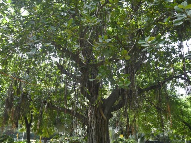 Century-old trees in Chennai to get heritage tag after scientific assessment
