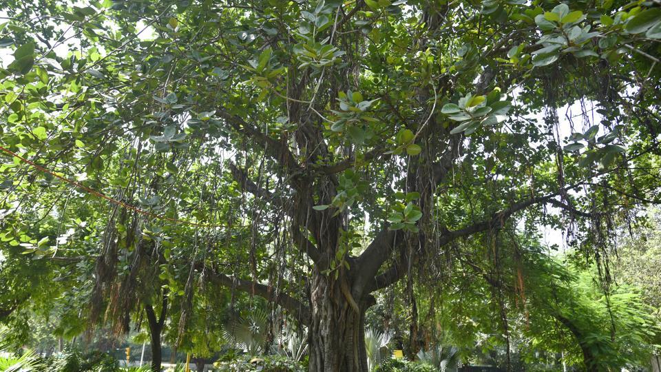 Century-old trees in Chennai to get heritage tag after scientific assessment