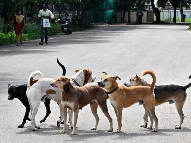 Stray dogs shield abandoned newborn through the night in West Bengal