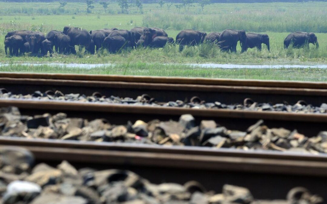 Assam tragedy: Rajdhani Express hits herd of elephants, killing eight; five coaches, engine derail