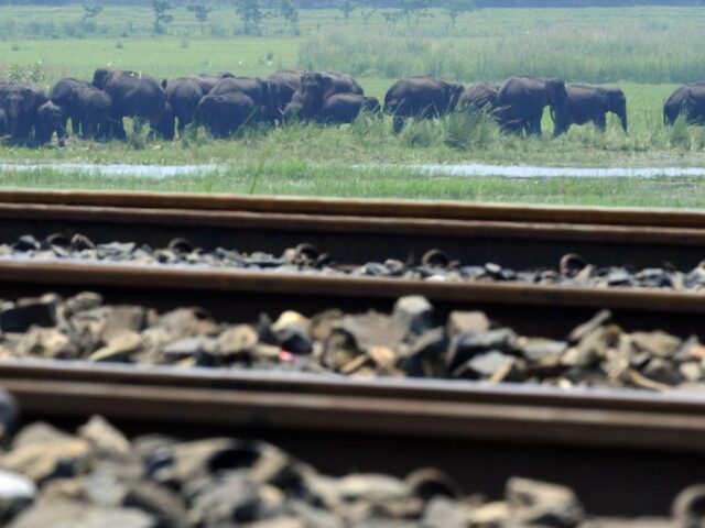 Assam tragedy: Rajdhani Express hits herd of elephants, killing eight; five coaches, engine derail