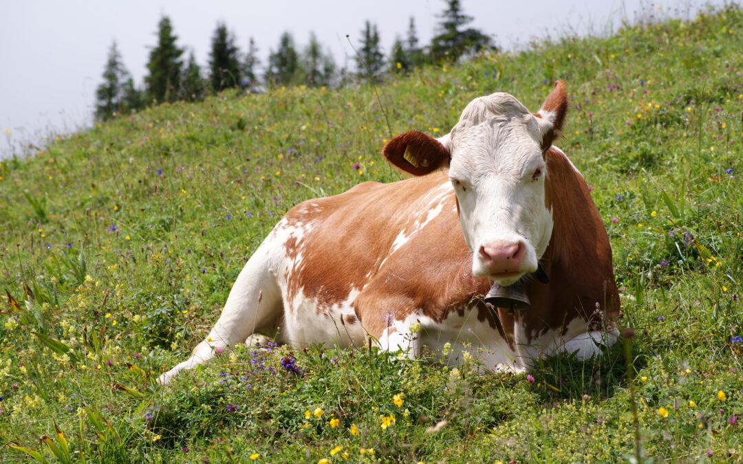 Stray cattle control: MCG to register FIRs against those obstructing capture teams