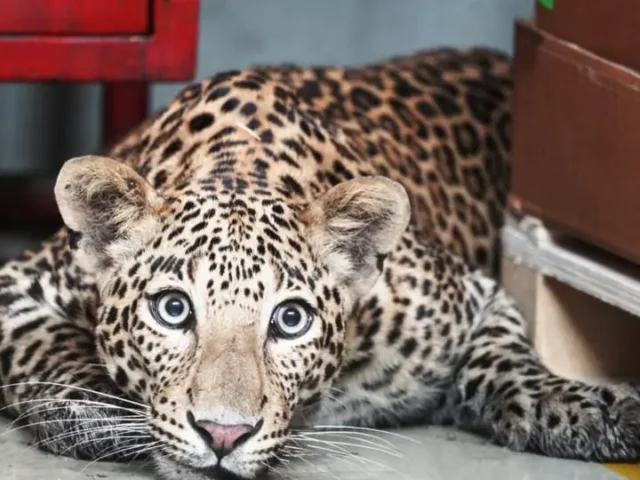 ‘Leopard’ in Maharashtra assembly: MLA wears costume to protest rising big-cat attacks; over 55 killed in 3 months