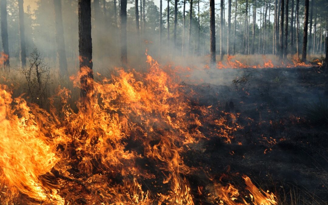 When winter burns: Himalayan forests from Uttarakhand to Kashmir are catching fire out of season
