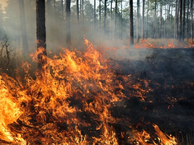 When winter burns: Himalayan forests from Uttarakhand to Kashmir are catching fire out of season