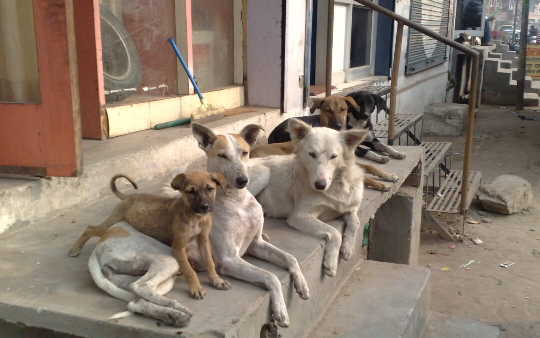 Experts caution: Mass removal of stray dogs may harm public health, say petitioners