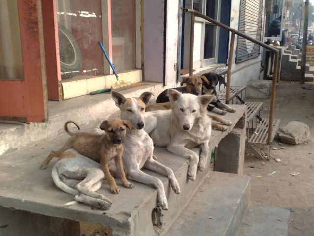 Experts caution: Mass removal of stray dogs may harm public health, say petitioners