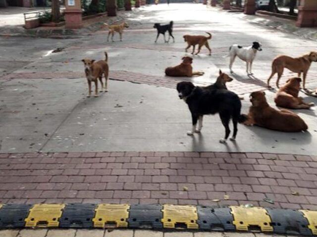 Girl chased by pack of stray dogs inside Dombivli housing society