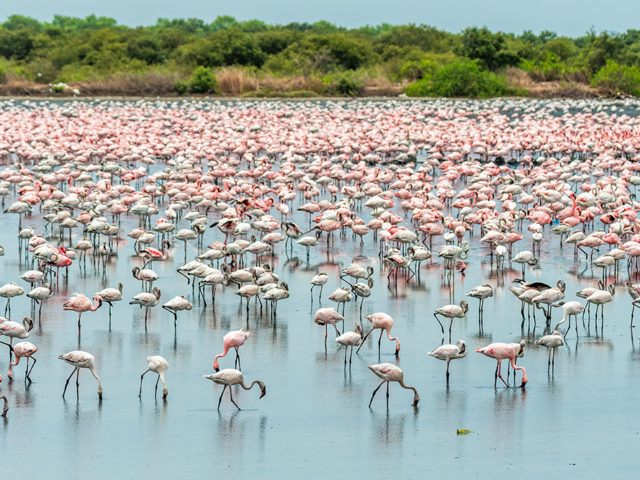 Toxic Wetlands Threaten Flamingo Habitats in Navi Mumbai