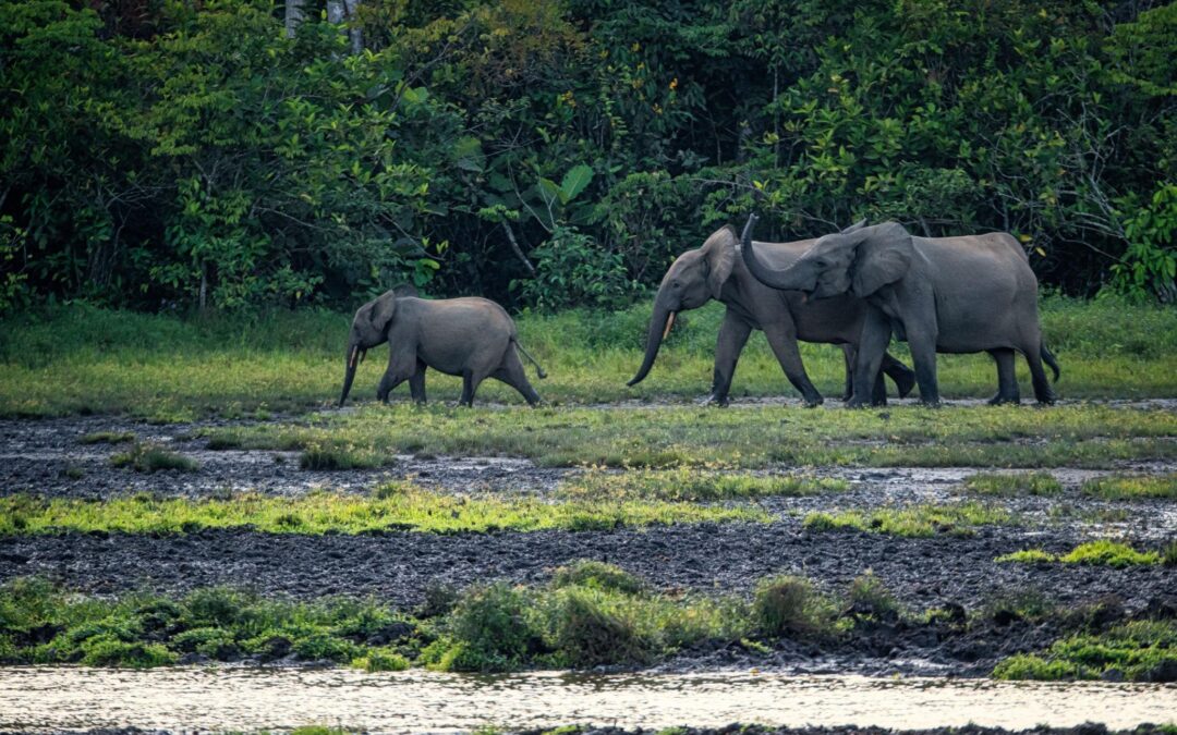 Hunter becomes the hunted: Five elephants kill 75-year-old trophy hunter during expedition