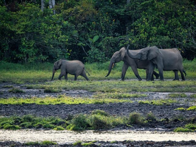 Hunter becomes the hunted: Five elephants kill 75-year-old trophy hunter during expedition