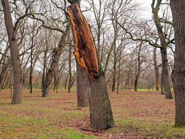 Australia’s ‘zombie tree’ faces extinction as scientists race to save it