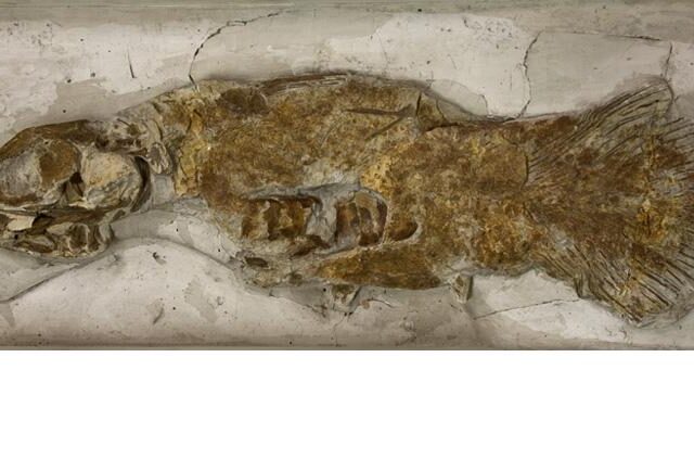 Palaeontologists identify new coelacanth species from 150-year-old fossil in London