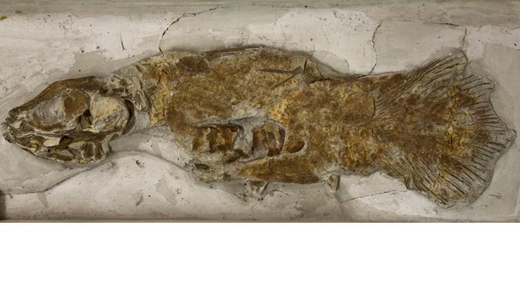 Palaeontologists identify new coelacanth species from 150-year-old fossil in London