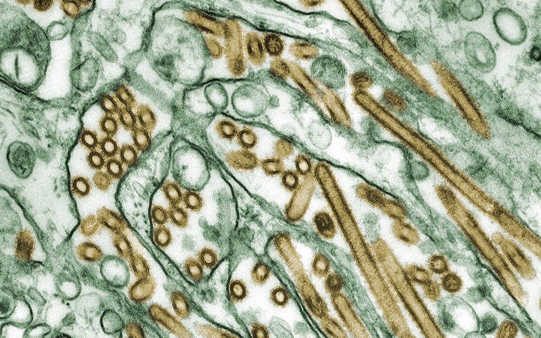 H5N1 bird flu detected in Karnataka: What peacock deaths signal for human health