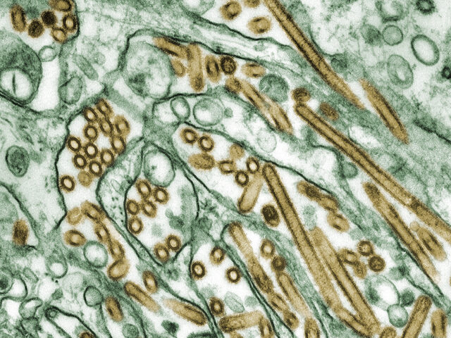H5N1 bird flu detected in Karnataka: What peacock deaths signal for human health