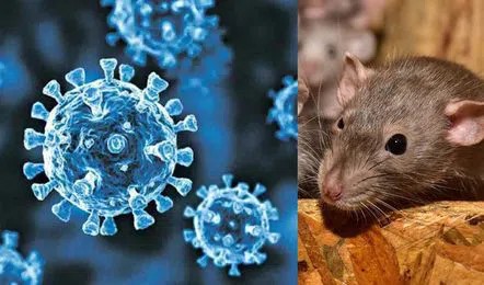 ‘This Is Not Covid’: Indian-American Scientist Urges Calm Over Hantavirus Outbreak