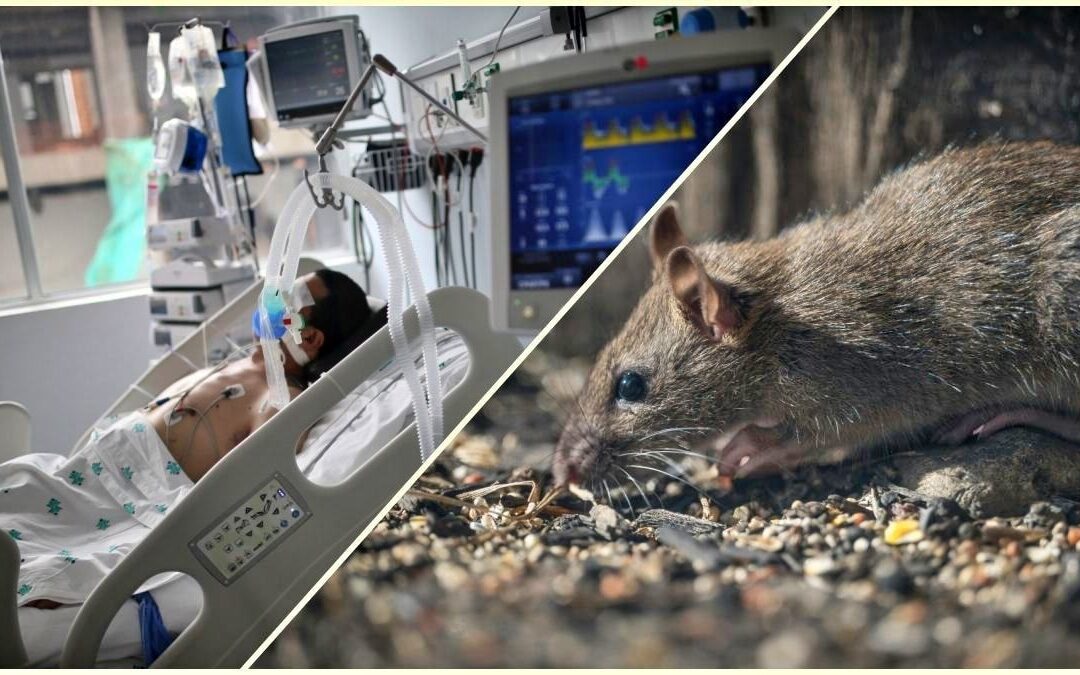WHO says hantavirus outbreak linked to cruise ship is ‘limited’, not ‘Covid-like’