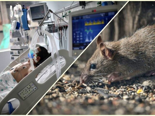 WHO says hantavirus outbreak linked to cruise ship is ‘limited’, not ‘Covid-like’