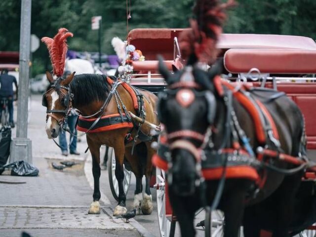 Indian Teen’s Death in Central Park Carriage Accident Sparks Fresh Debate Over Horse-Drawn Rides
