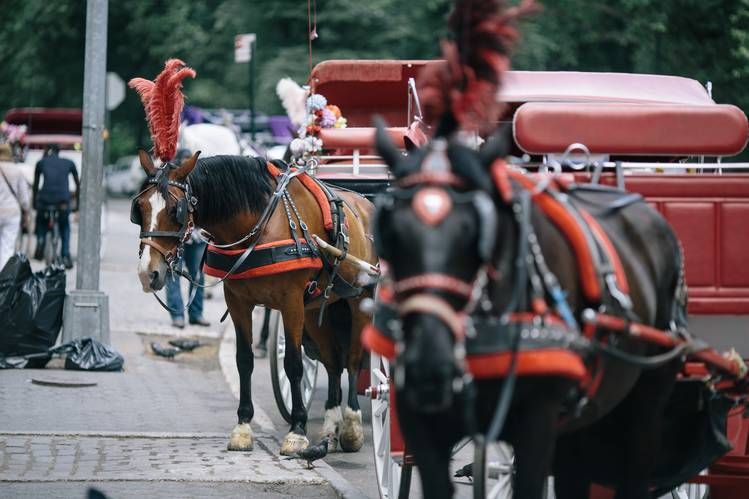 Indian Teen’s Death in Central Park Carriage Accident Sparks Fresh Debate Over Horse-Drawn Rides