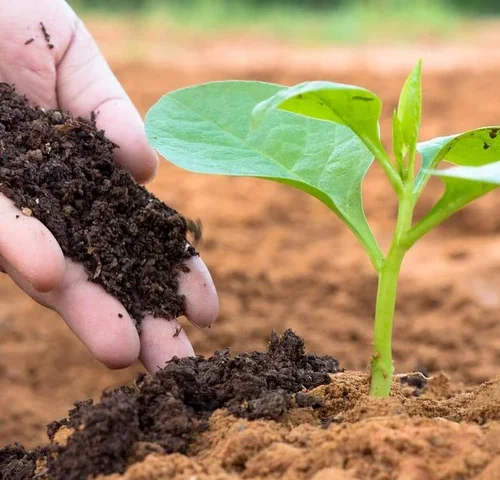 As Fertiliser Supply Fears Rise, Indian Farmers Turn to Bio-Based Alternatives