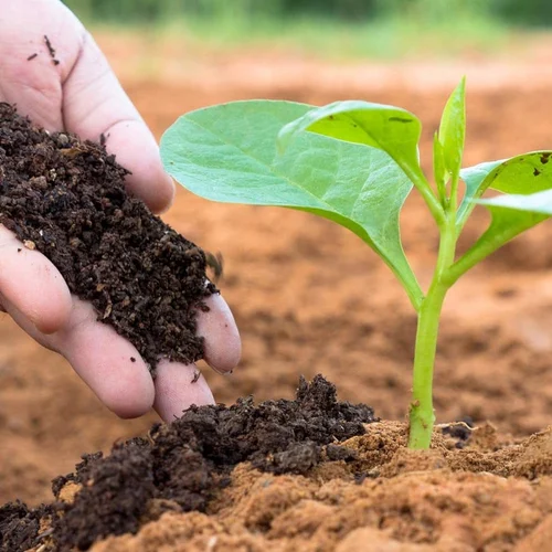 As Fertiliser Supply Fears Rise, Indian Farmers Turn to Bio-Based Alternatives