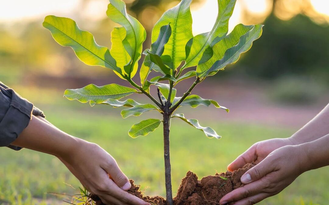 Mumbai Tree-Cutting Plans Trigger Debate Over Urban Green Cover Preservation