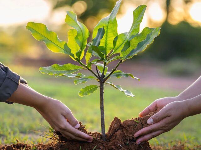 Mumbai Tree-Cutting Plans Trigger Debate Over Urban Green Cover Preservation