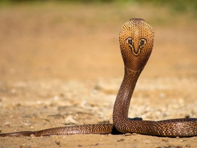 Cobra Found Hiding Among Library Books at Kerala College, Sparks Panic