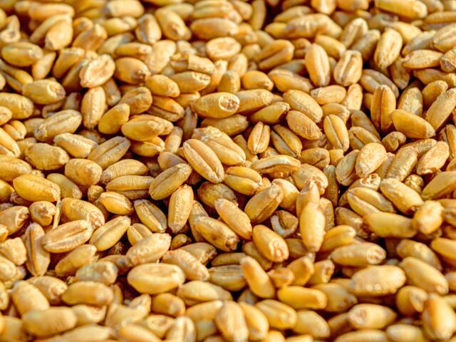 Centre Set to Relaunch Subsidised Bharat Atta and Bharat Rice Ahead of Festive Season